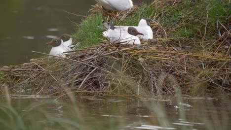 medium-shot-of-multiple-seagulls-resting-on-a-rock---captured-in-4k