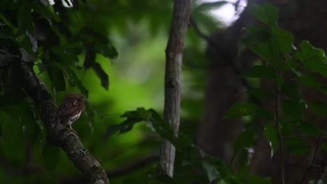 Collared-Pygmy-Owlet,-Taenioptynx-brodiei,-Kaeng-Krachan-National-Park,-Thailand