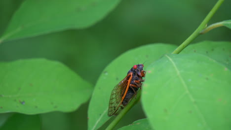 Periodical-17-year-Brood-X-cicada-on-plant-in-2021