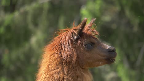 Side-view-of-brown-alpaca-shaking-away-flies---Static-close-up-shot-in-4k