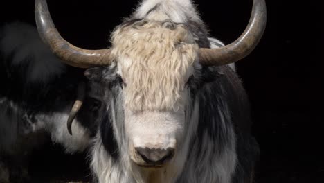 Front-view-of-big-yak-with-large-horns---Close-up-slow-motion-shot
