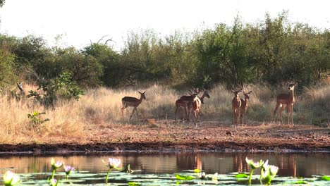 Wide-shot-of-a-herd-of-Impalas-arriving-at-a-waterhole,-Greater-Kruger