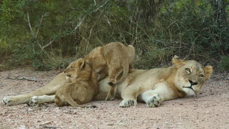 Wide-shot-of-two-cute-lion-cubs-suckling-from-their-mother,-Greater-Kruger