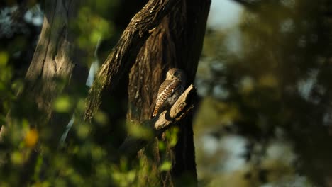 Extreme-wide-shot-of-an-African-Barred-owlet-perched-on-a-tree-in-the-shade,-Greater-Kruger