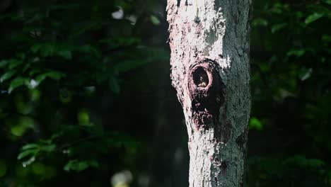 Collared-Pygmy-Owlet,-Taenioptynx-brodiei,-Kaeng-Krachan-National-Park,-Thailand