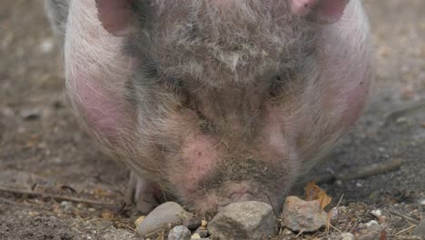 Nahaufnahme-Vorderansicht-Des-Rosafarbenen-Minischweins,-Das-Mit-Schnauze-Im-Boden-Gräbt
