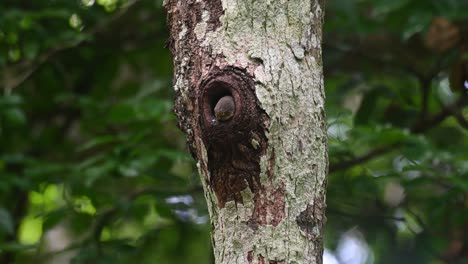 Collared-Owlet,-Taenioptynx-brodiei,-Kaeng-Krachan-National-Park,-Thailand