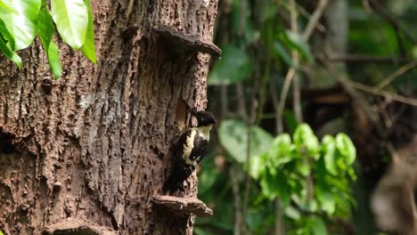 Pájaro-Carpintero-Negro-Y-Beige,-Meiglyptes-Jugularis,-Parque-Nacional-Khao-Yai,-Tailandia