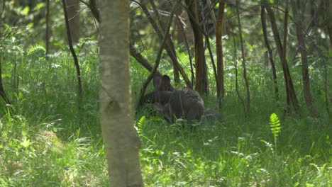 Two-red-wallaby-feeding-on-a-green-grass-field-in-Australia