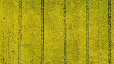 Regular-pattern-made-by-tractors-in-canola-field