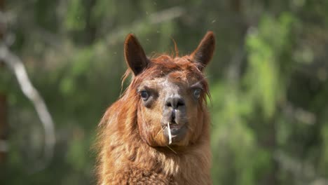 Front-view-of-chewing-brown-alpaca---Static-closeup