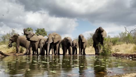 Wide-shot-of-a-herd-of-African-elephants-drinking,-Greater-Kruger