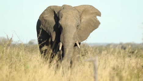 Wide-shot-of-a-bull-African-elephant-standing-in-the-dry-grass-and-feeding,-Greater-Kruger