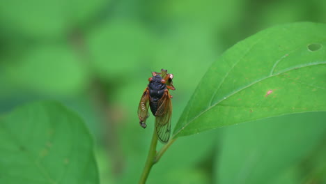 A-newly-emerged-Brood-X-cicada-rests-on-a-plant-as-its-wings-inflate