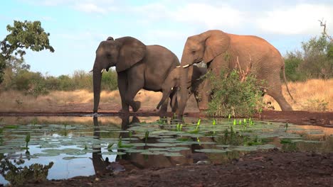 Wide-shot-of-a-herd-of-African-elephants-arriving-at-a-waterhole,-Greater-Kruger