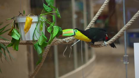 Beautiful-bright-colored-Toucan-bird-behind-window-glass-at-mall-zoo-retail-pet-shop-playing-with-and-tossing-around-potted-plant-on-rope,-then-twisting-head-and-looking-at-camera