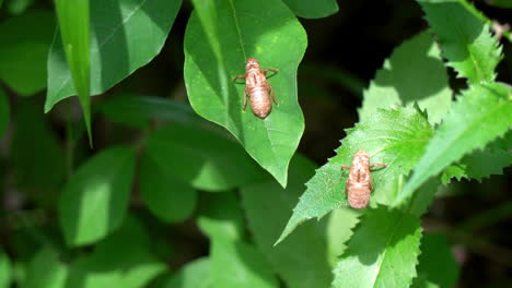 Discarded-nymph-exoskeletons-of-Brood-X-cicadas-on-plant-leaves