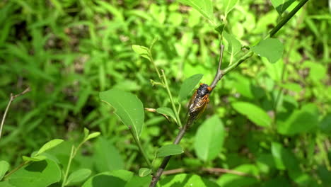 17-year-periodical-cicada-from-2021-sitting-on-tree-sapling