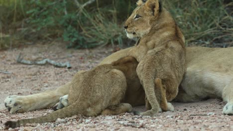 Wide-shot-of-two-cute-lion-cubs-suckling-and-hugging,-Greater-Kruger