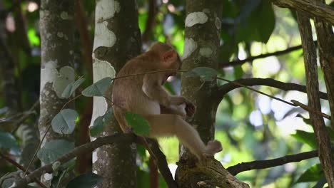 Macaco-De-Cola-De-Cerdo-Del-Norte,-Macaca-Leonina,-Parque-Nacional-Khao-Yai