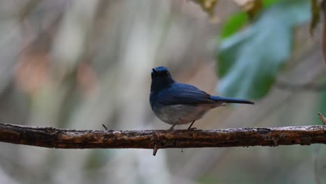 Hainan-Blue-Flycatcher,-Cyornis-Hainanus,-Kaeng-Krachan-Nationalpark,-Thailand