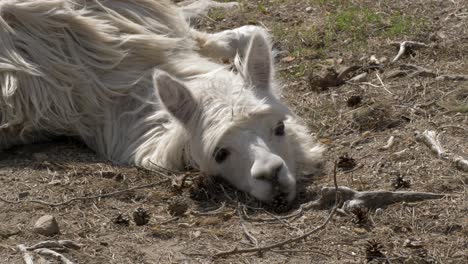 Exhausted-dehydrated-alpaca-laying-on-the-ground--medium-static-shot