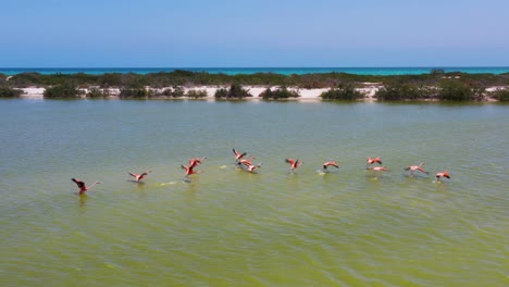 American-pink-flamingos-feeding-in-yellow-salt-lake-surface-,-Las-Coloradas,-rio-lagartos,-Yucatan,-mexico