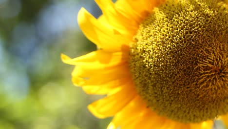 Eine-Nahaufnahme-Einer-Frischen-Sonnenblume-Auf-Einem-Verschwommenen-Hintergrund