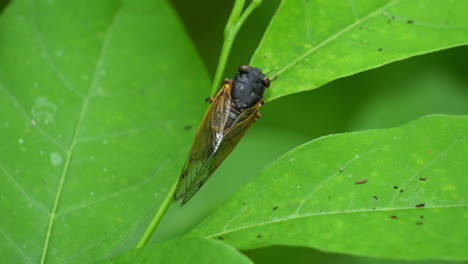 Top-down-view-of-a-Brood-X-cicada-in-2021