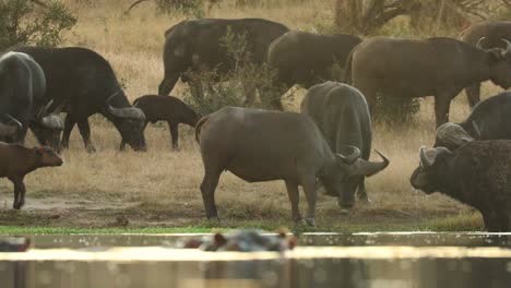Rack-focus-from-a-hippo-in-the-water-to-a-herd-of-Cape-buffalo-drinking-in-the-background,-Greater-Kruger