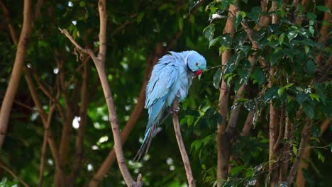 Blue-Indian-Ringneck-Parakeet,-Psittacula-krameri-manillensis