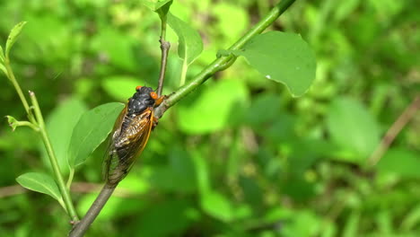 Close-up-of-17-year-periodical-cicada-from-2021-sitting-on-tree-sapling