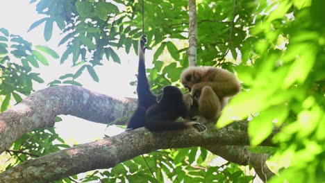 White-handed-Gibbon,-Hylobates-lar,-Kaeng-Krachan,-Thailand