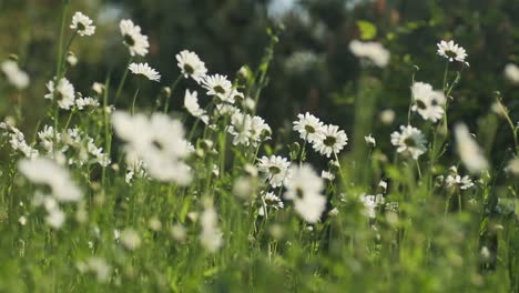 Field-of-daisy-flowers-swaying-in-wind,-slow-motion