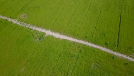 Aerial-drone-view-of-the-beautiful-pathway-at-the-middle-of-the-grass-fields