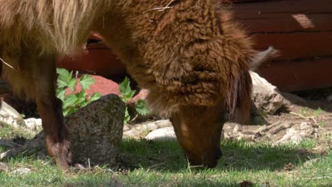 Brown-alpaca-feed-on-green-grass-field---close-up-tracking-shot