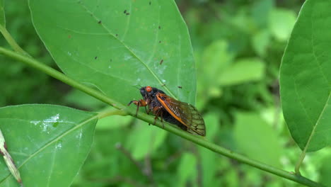 Brood-X-cicada-hatched-in-2021sits-on-plant-stem-facing-left