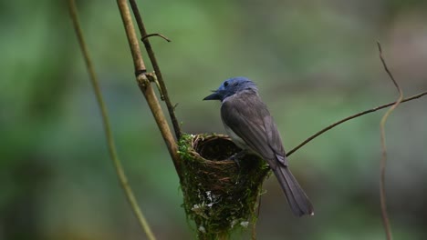 Black-naped-Blue-Flycatcher,-Hypothymis-azurea,-Thailand
