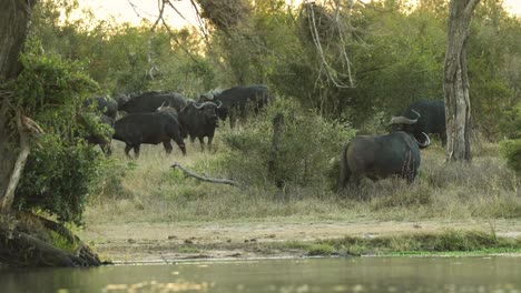 Wide-shot-of-a-herd-of-Cape-Buffalo-standing-close-to-a-waterhole,-Greater-Kruger