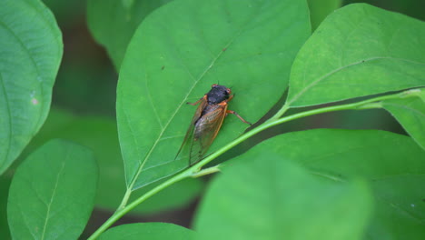 Brood-X-cicada-rests-on-broad-leafed-plant