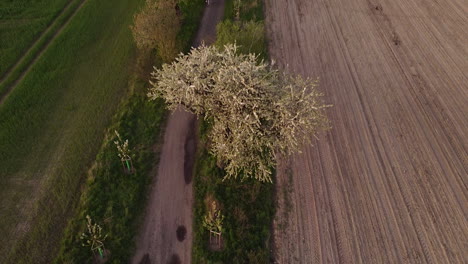 Revealing-countryside-after-looking-down-at-a-flowering-cherry-tree