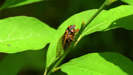 Brood-X-cicada-holds-onto-plant-stem