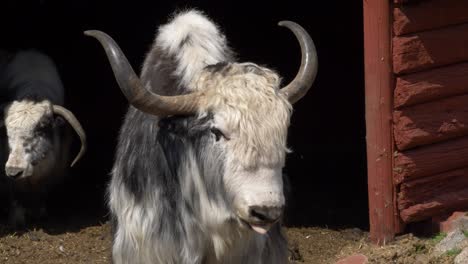 Large-yak-standing-beside-a-red-barn-in-Nepal---Static-medium-shot
