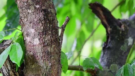 Orangebärtige-Gleiteidechse,-Draco-Fimbriatus,-Nationalpark-Khao-Yai,-Thailand