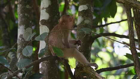 Northern-Pig-tailed-Macaque,-Macaca-leonina,-Khao-Yai-National-Park