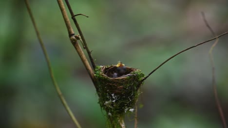 Schwarznackenschnäpper,-Hypothymis-Azurea,-Thailand
