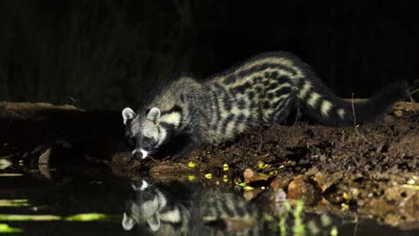 Eye-level-shot-of-an-African-Civet-drinking-at-night,-Greater-Kruger