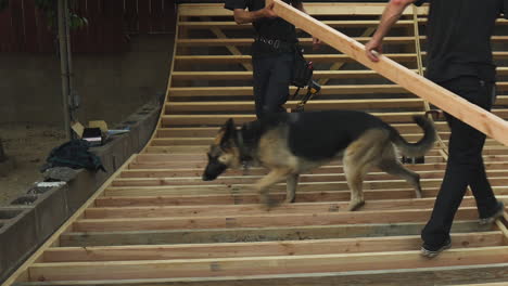 Two-Men-Carrying-Wooden-Plank-For-DIY-Backyard-Skateboard-Ramp,-Dog-Passing-By