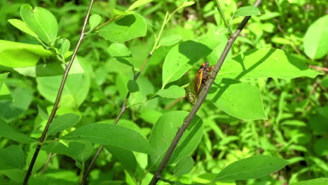 17-year-periodical-cicada-from-2021-crawls-up-branch-of-tree-sapling
