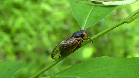 17-year-periodical-cicada--from-2021-sits-on-plant